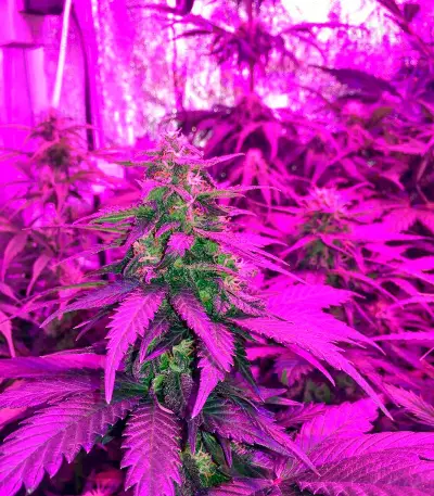 Graines de cannabis Short Rider Automatic (Nirvana Seeds)