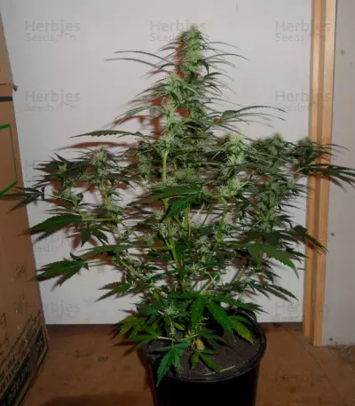 Super Skunk Auto (Vision Seeds)