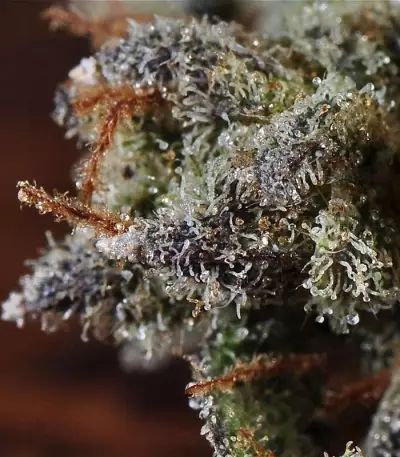 The Doctor (GHS) Cannabis-Samen