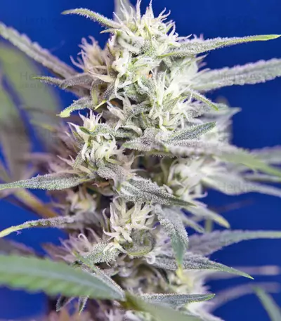 Crystal Candy Auto Seeds