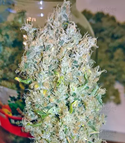 K-Train feminized seeds