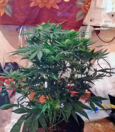King’s Kush Seeds