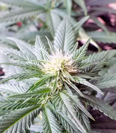 Ladyburn 1974 Seeds