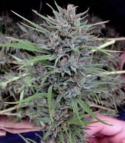 Purple #1 strain