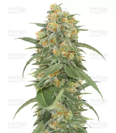 Green Crack (Humboldt Seeds) Cannabis-Samen