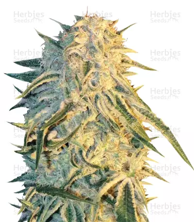 Graines de cannabis ICE (Female Seeds)