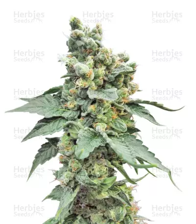 Graines de cannabis Sage 'n' Sour (T.H. Seeds)