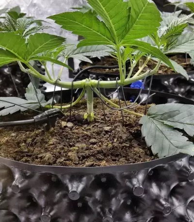 Gorilla Z Seeds