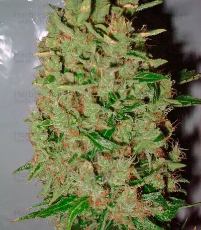 White Widow X The Ultimate Regular seeds