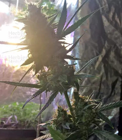 Amnesia XXL Autoflowering Seeds