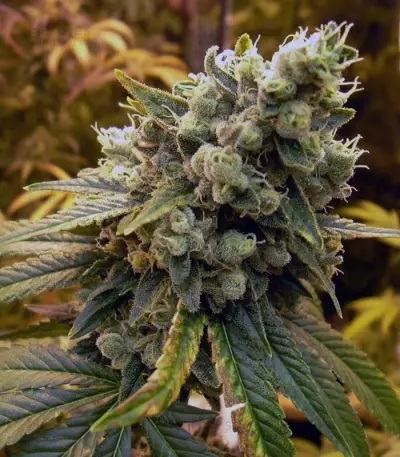 BCN Sour Diesel weed strain