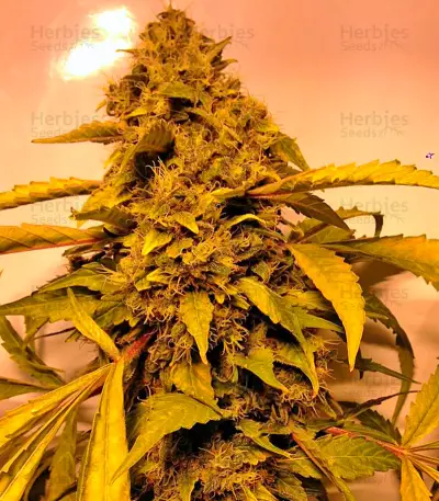 Beyond the Brain Seeds