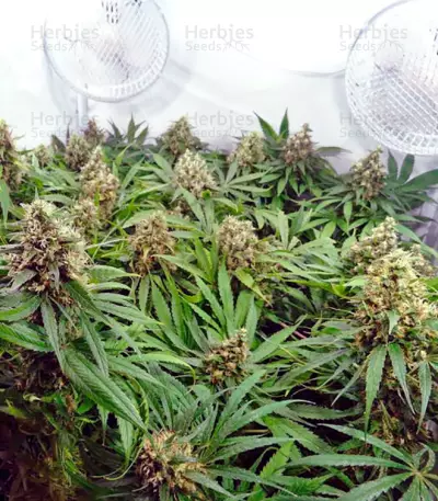 CBD Kush (Dutch Passion)