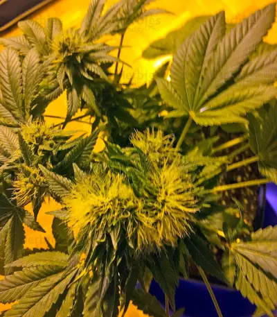 Flowerbomb Kush feminized seeds