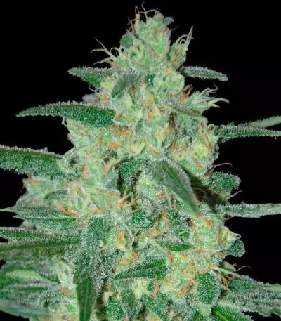 Graines de cannabis Holy Grail 69 (Samsara Seeds)