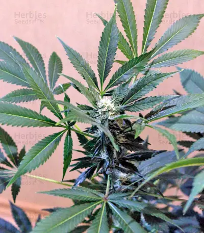 Karibbean Mango (Kannabia Seeds)