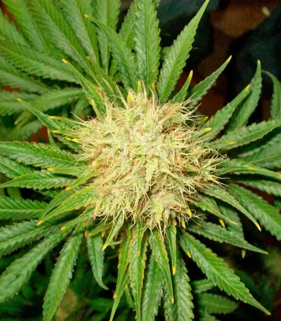 La Blanca Seeds