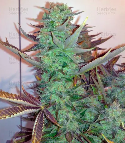 Masterkush Seeds