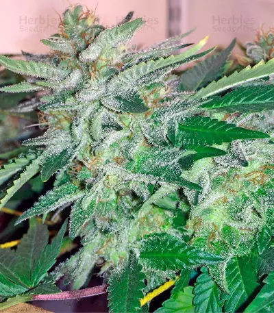 Graines de cannabis Papaya regular (Nirvana Seeds)