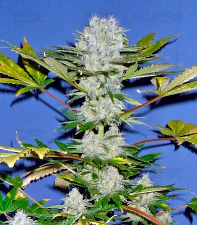 Power Skunk Max Auto (Kannabia Seeds)