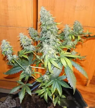 Royal AK Seeds
