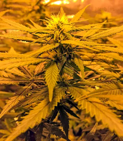 Sweet Deep Grapefruit Seeds