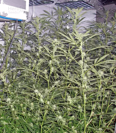 Trainwreck Seeds (Humboldt Seeds Organization) - Cannabis Strain Seeds for Sale