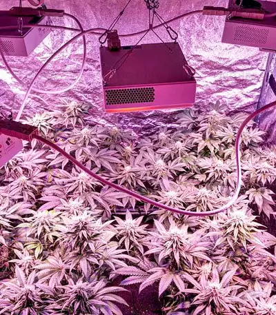 White Widow feminized seeds (Dinafem)