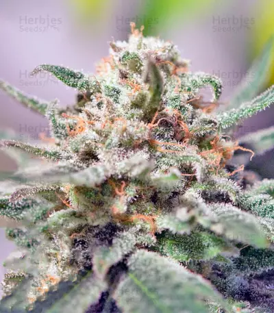 CBD Critical Cure Seeds