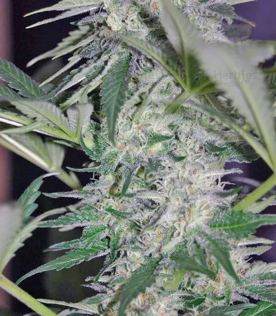 El Niño Seeds
