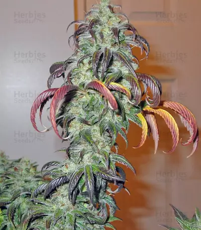 King’s Kush Seeds