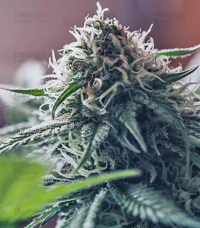 Outlaw feminized seeds