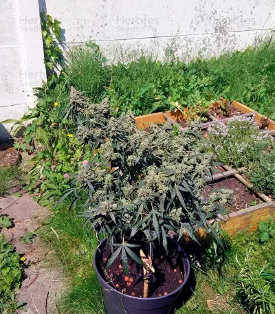 PolarLight #2 Auto Seeds
