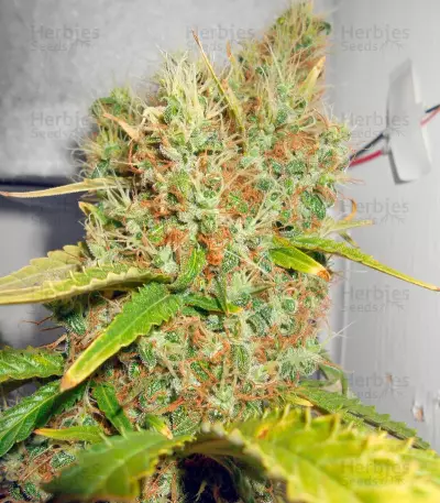 Semi femminizzati Power Plant (Dutch Passion)