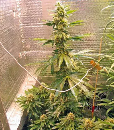 Fruitylicious feminized seeds