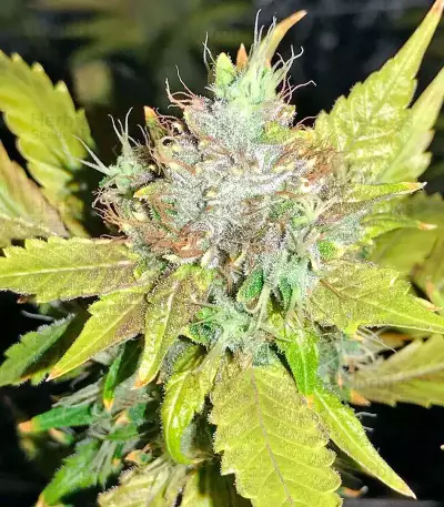 OG Kush feminized seeds (Dinafem Seeds)