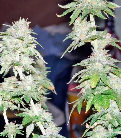 Graines de cannabis Afghan Kush X Yumbolt (World of Seeds)