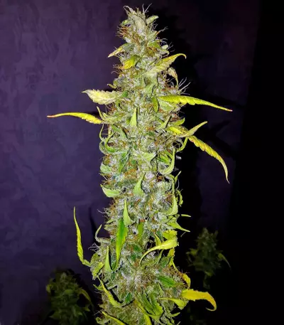 Anubis (Pyramid Seeds)