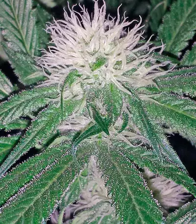 Big Kush strain