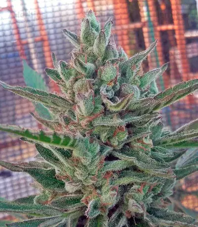 Black D.O.G. feminized seeds