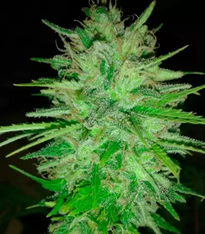 Cotton Candy Kush feminized seeds