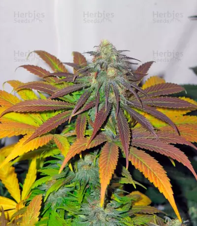 Californian Orange (Dutch Passion)
