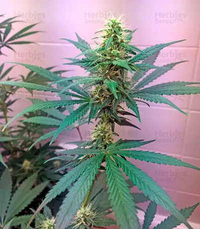 Critical Cheese Seeds