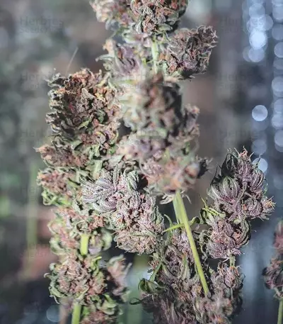 Crystal METH Auto Seeds