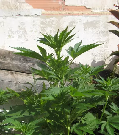 Graines de cannabis Holy Grail 69 (Samsara Seeds)