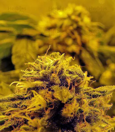 Graines de cannabis Hashberry regular (Mandala Seeds)