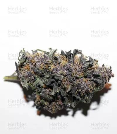 Graines féminisées de LSD-25 Auto (Fast Buds)
