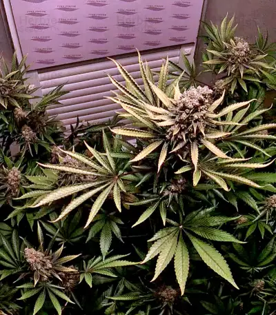 Lemon Thai Kush Seeds