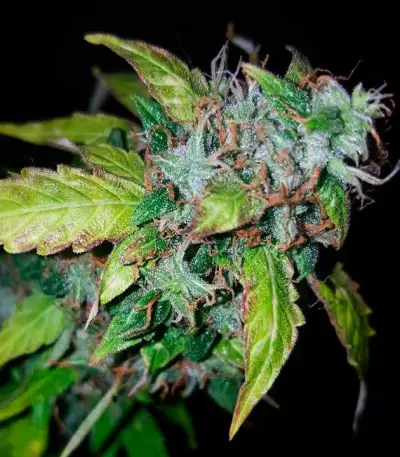 Lowryder Seeds