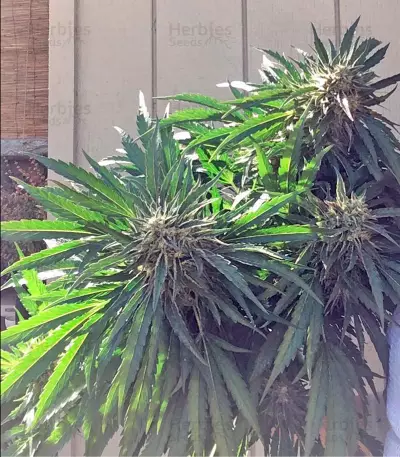 Mango Sapphire (Humboldt Seeds Organization)